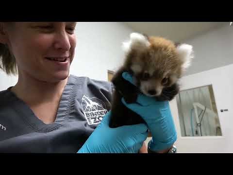 San Diego Zoo Wildlife Explorers Corner Episode 9: Animal Helpers