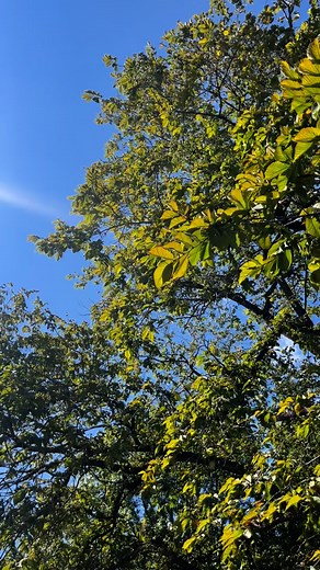 A perfect fall day for an intimate wedding, and the very first celebration in our brand-new ceremony space. ✨ Inquire for intimate wedding celebrations through the form on our website, link in bio! | The farmer's daughter restaurant | Facebook