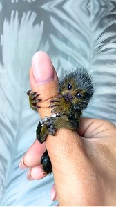 3.5M views · 85K reactions | Finger Monkey  The Smallest Monkey On Earth! 1 Minute Animals Meet the pygmy marmoset, also known as the finger monkey, the tiniest primate in the world! Weighing less than an apple and small enough to fit in your hand, these adorable creatures live high up in the rainforests of South America. #FingerMonkey #PygmyMarmoset #FingerMonkeyFacts #Monkey #MonkeyLife | 1 Minute Animals | Facebook