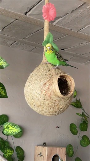 Relaxing Budgie Sounds | Peaceful Parakeet Chirping