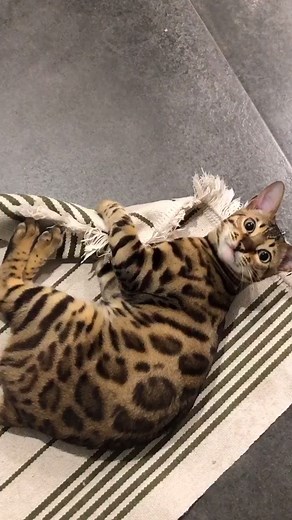 Teaching Your Bengal Cat Their Name in the Cutest Way