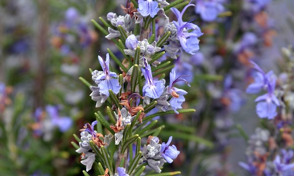 12 Rosemary Companion Plants To Grow - And What To Avoid