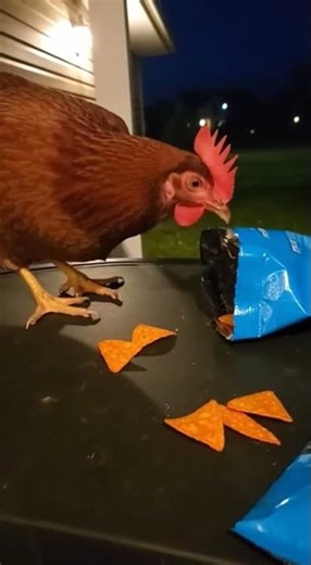 Spicy 🥵 one chip challenge gone wrong Watch the meltdown #fyp #challenges #viral