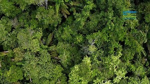 Got some time on your hands? Check out this video to learn about sustainable tropical forestry in the Green Heart of Guyana. See how greenheart timber is being sustainably harvested by the Iwokrama International Centre for Rainforest Conservation and Development. #DiscoverGuyana #Iwokrama #GreenHeartOfGuyana | Discover Guyana