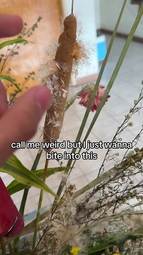 Exploring Cattail: Unique Plant Insights