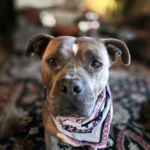 1K views · 260 reactions | Ready for dog logic ..here ya go | Pit Bull Patch and his fabulous friends | Facebook