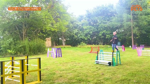 Have you ever seen a bunny go showjumping?