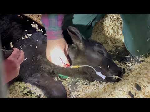 How to IV a dehydrated baby calf