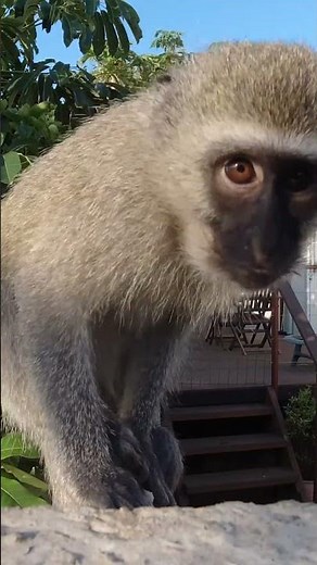Една маймунка 🐒 #monkey #monkeyvideo #animals #fyp