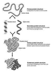 Protein structure prediction - Alchetron, the free social encyclopedia