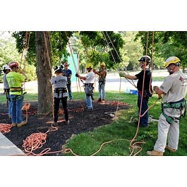 Tree Climbing School