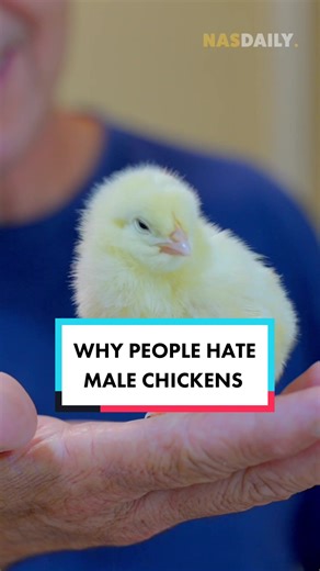 Solving the Male Chicken Problem: A Tale of Two Friends