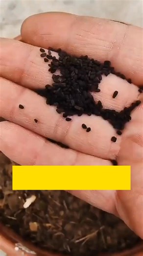 12 reactions |  PLANT PERIWINKLE – BRIGHTEN YOUR HOME ALL YEAR ROUND...