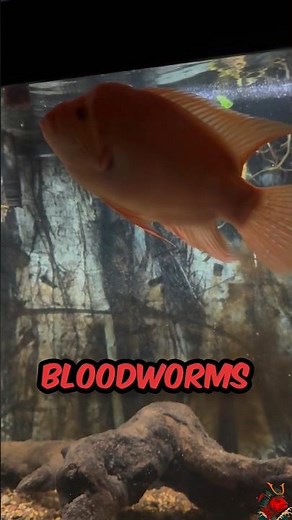 Red Devil Cichlid Bloodworm Feeding | Protein Boost for Aggressive Cichlids