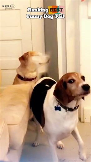 Funny Dog Tail #shorts