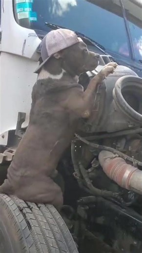 Chele xD #elsalvador #perros #viralesdeelsalvador #humorsalvadoreño #comedia #chistoso #humor