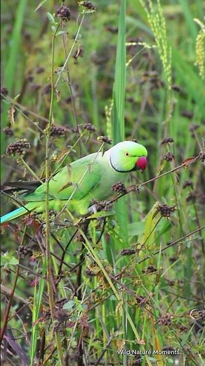 A Beautiful Rose-ringed Parakeet Foraging in the Wild | Wild Nature Moment 🦜🌿