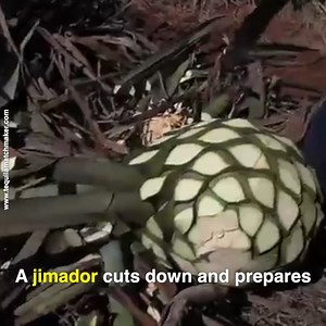 Did you know how tequila is made? | Amazing Chef