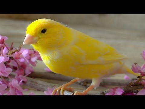 Peaceful Relaxing Instrumental Music, Quiet Meditation Music "Summer Memories" by Tim Janis