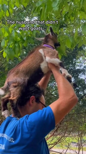 Free tree branch trimming, h | Mhmchaffie