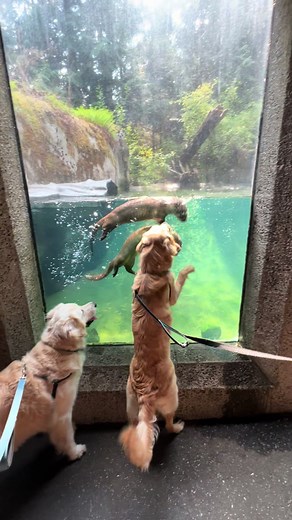 Exploring Northwest Trek Wildlife Park with Our Dog