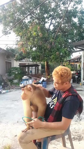 Cute Monkey Moments from Asia | Love for Animals