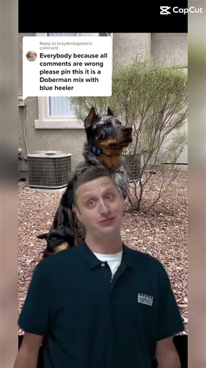 Blue Heeler Doberman Mix: The Perfect Pup