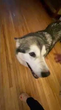 Malamute Telepathy: Understanding Their Unspoken Language #dogtalk #malamutelovers #adogslife