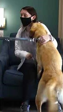 Meet Your New Guide Dog | Southeastern Guide Dogs