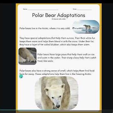 Polar Bear Adaptations