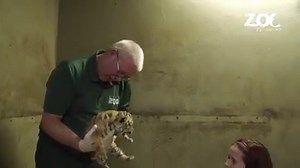 WATCH: TINY TIGER CUBS 🐯🐯🤗 It was a 20 year wait for Amur tiger cubs at Dublin Zoo and zookeepers Ciaran and Julie are anxious to find out if the two endangered cubs are male or female… Tune into the whole story this Sunday at 6:30pm on RTÉ One when The Zoo TV Series returns with brand new episodes! 📺 Proudly sponsored by our sustainability partner, SSE Airtricity | Dublin Zoo