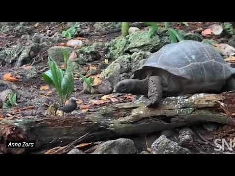 Watch a tortoise hunt a bird | Science News