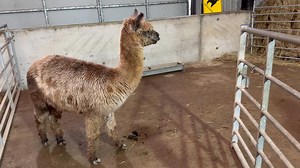 Castration Time | Mullacott Alpacas