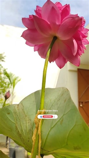 Lotus Plant🪷Care😌💖#ashasgardenstory#shorts