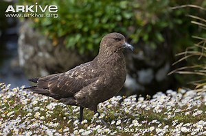 Brown skua - Alchetron, The Free Social Encyclopedia