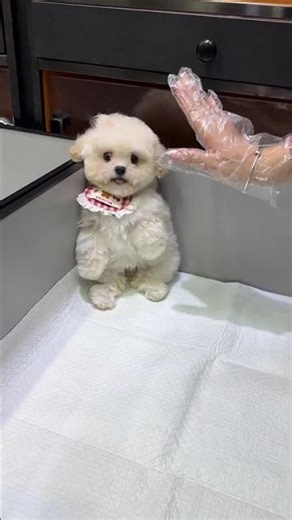 Little Nose is so confused Should I hit this handheld console or not#Teddy bear#Champagne-