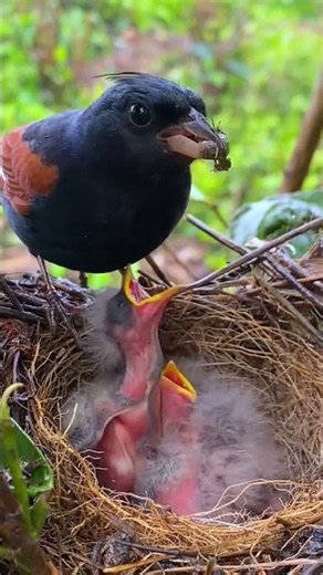 How did it fall asleep while eating! Passing out halfway through a meal, Mother Nature's instinct...