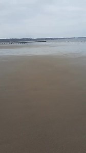 Plum a little scared dog from the pound 18 months of being loved ❤️❤️ Plum has been with us for 18 months now. We are at the seaside for a week away. Look how much she enjoys running free!!!! She has grown so much in confidence over the time since we picked her up. Not even the fireworks bother her. We thank Starfish every day for choosing us to have Plum. Xxx | Starfish Dog Rescue