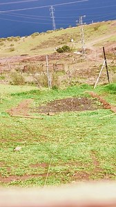 2.1M views · 15K reactions | Using a net to catch goldfinches ️ #goldfinch #hunting #nature #Bird_hunting_hobby #Goldfinch_trap #How_to_use_a_net_to_catch_birds #fishing_net #birds #wild_birds #صيد_الحسون #طيور_الحسون_في_البريه | Wild Bird Beauty | Facebook