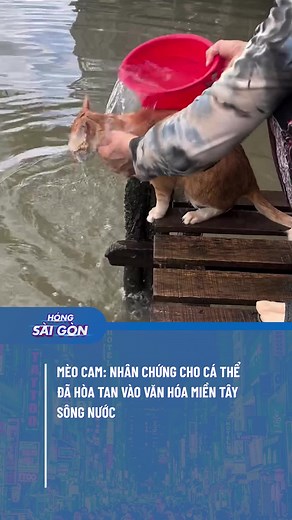 Mèo Cam và Văn Hóa Miền Tây Sông Nước