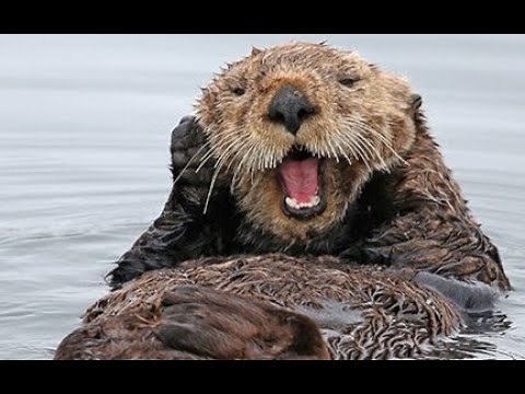 Fun Facts About Sea Otters