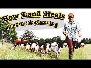Small-Scale REGENERATIVE AGRICULTURE Practices | Rotational Grazing and Pasture Planting