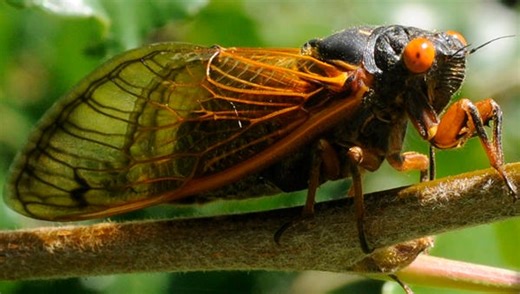 2024 cicadas: Where will cicadas emerge in Oklahoma? What to know about periodical cicadas
