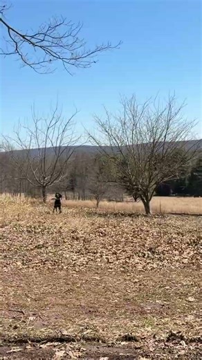 Gordon Setter #gordonsetter #blackdogs #blackdog #quail