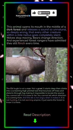 The forest went silent. Then it screamed. 🦌🌲 #naturemind #wildlife #omg #viral #facts #animalfacts