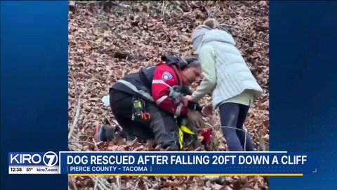 Video: Dog rescued after falling 20ft down cliff