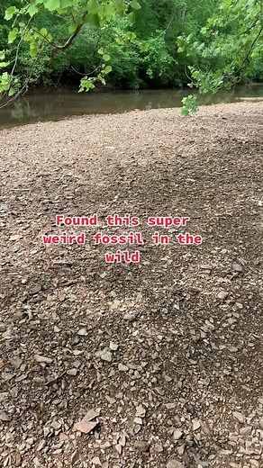 Fossilized alien sucker! I’m just joking 🤣🤣 I’m not for sure what kind of fossil it is. If you know tell me down below ##geode##agate##hilla4u##crystals##creeksquad##rockhound##fossilhunting##fossils##flint##crinoidit may be a crinoid bloom