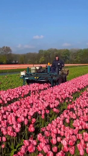 Harvesting tulip #plants #plantsofinstagram #houseplants #plantsmakepeoplehappy #indoorplants #plantstrong #poweredbyplants #plantstagram #houseplantsofinstagram #eatplants #instaplants #plantsarefriends #eatmoreplants #iloveplants #implants #plantsmakemehappy #dentalimplants #livingwithplants #plantsplantsplants #airplants #plantstyling #tropicalplants #plantslover #loveplants #ihavethisthingwithplants #nativeplants #plantshop #pottedplants #plantshelfie #breastimplants #girlswithplants #aquati