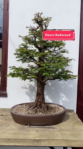 Growing a Beautiful Metasequoia Glyptostroboides (Dawn Redwood) Bonsai Tree