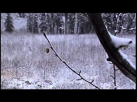 325 WSM Browning live test